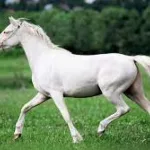 सेतो घोडा