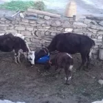 रैथाने गाईको संरक्षण खोई ?