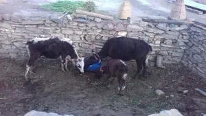 रैथाने गाईको संरक्षण खोई ?